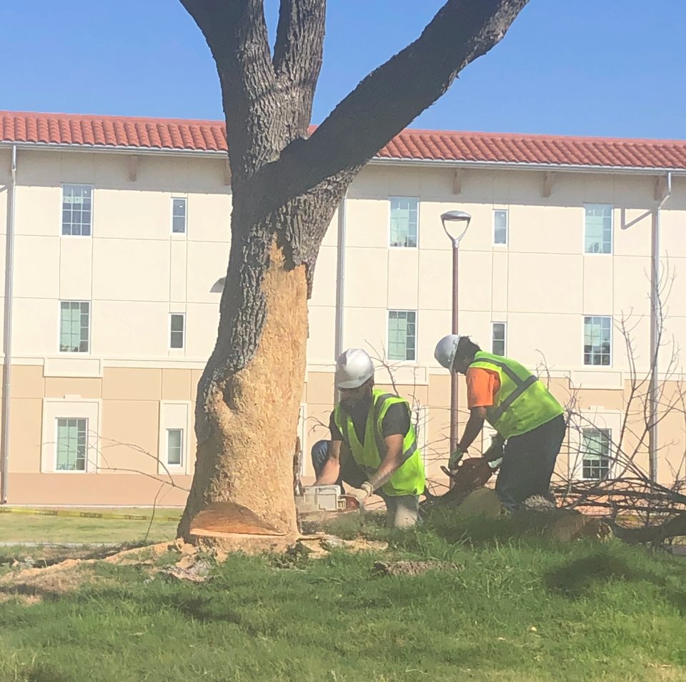 Mature landscape cleanup and refresh near NMSU in Las Cruces, NM