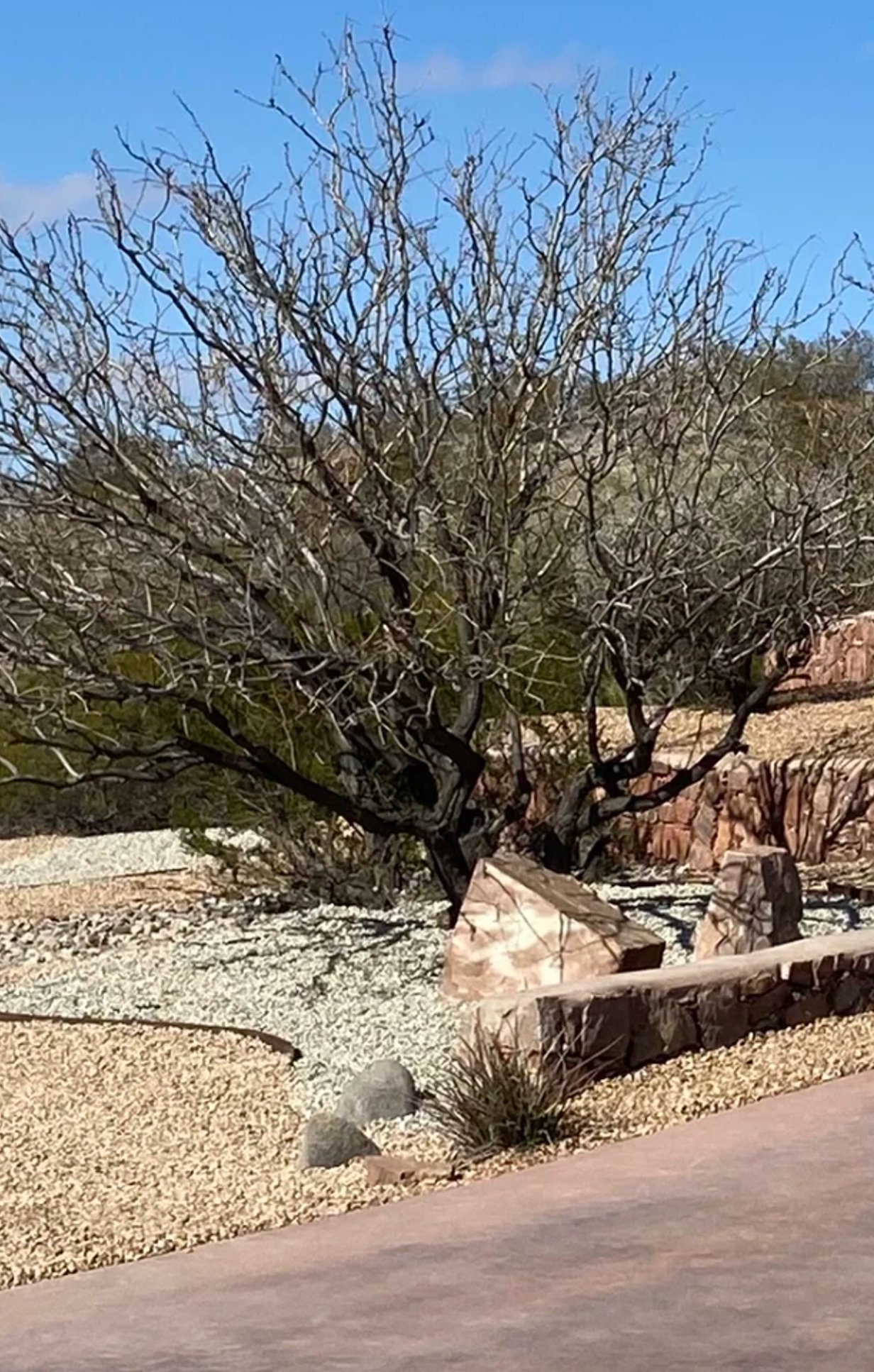 Brainard's Greenscapes landscape design project in Las Cruces